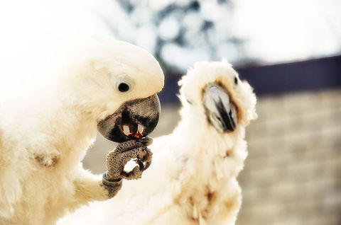 Life 2.0 These small white Cockatoos don't look too well with many of their own feathers plucked, likely due to a stressfull history as a pet. Yet here in the refugee park, on one of the first warm days of the year, for a moment they are enjoying their second chance. Open air, food and attention all in abundance. Birds,Cacatua alba,Cockatoo,Papegaaienpark VeldHoven,Parrot Park Veldhoven,White Cockatoo