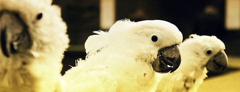 Widescreen Loris Three senior White Cockatoo enjoying their retirement during early spring at the Parrot Park Veldhoven, the Netherlands. Cacatua alba,Cockatoo,Papegaaienpark VeldHoven,Parrot Park Veldhoven,White Cockatoo,birds
