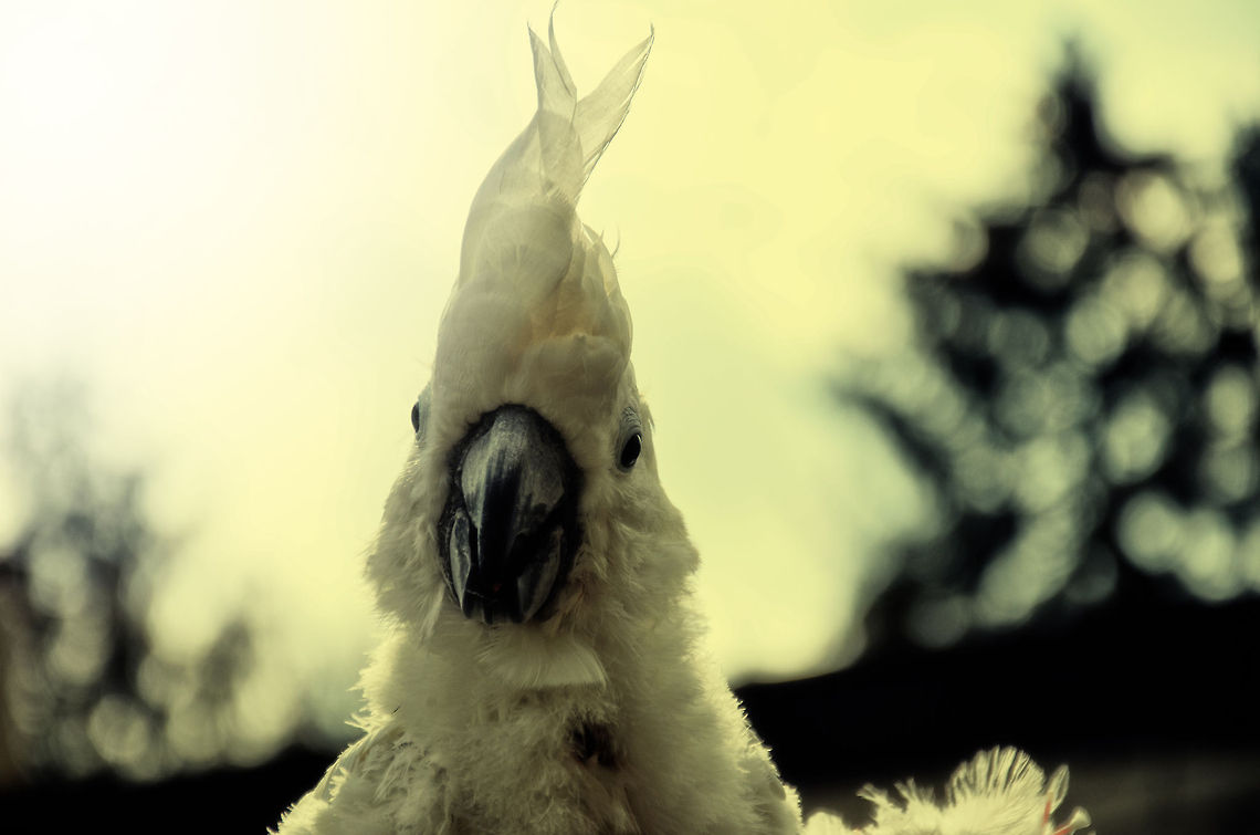 At least I got hair ...was the response after my suggestion to get a haircut. Cacatua alba,Cockatoo,Papegaaienpark VeldHoven,Parrot Park Veldhoven,White Cockatoo,birds