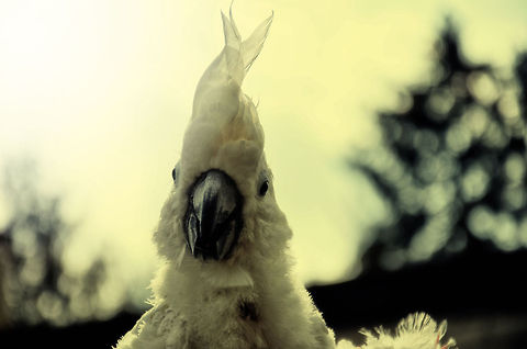 At least I got hair ...was the response after my suggestion to get a haircut. Cacatua alba,Cockatoo,Papegaaienpark VeldHoven,Parrot Park Veldhoven,White Cockatoo,birds
