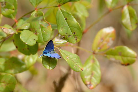 Blue butterfly, Ankarana, Madagascar This is a hasty shot with my zoom lens, I was not quick enough to switch to macro. I'm posting it for the species value.
Identification theory so far is some kind of hairstreak Lycaenidae -> Polyommatinae. Africa,Ankarana,Geotagged,Hemiolaus ceres,Madagascar,Madagascar North,Spring,World