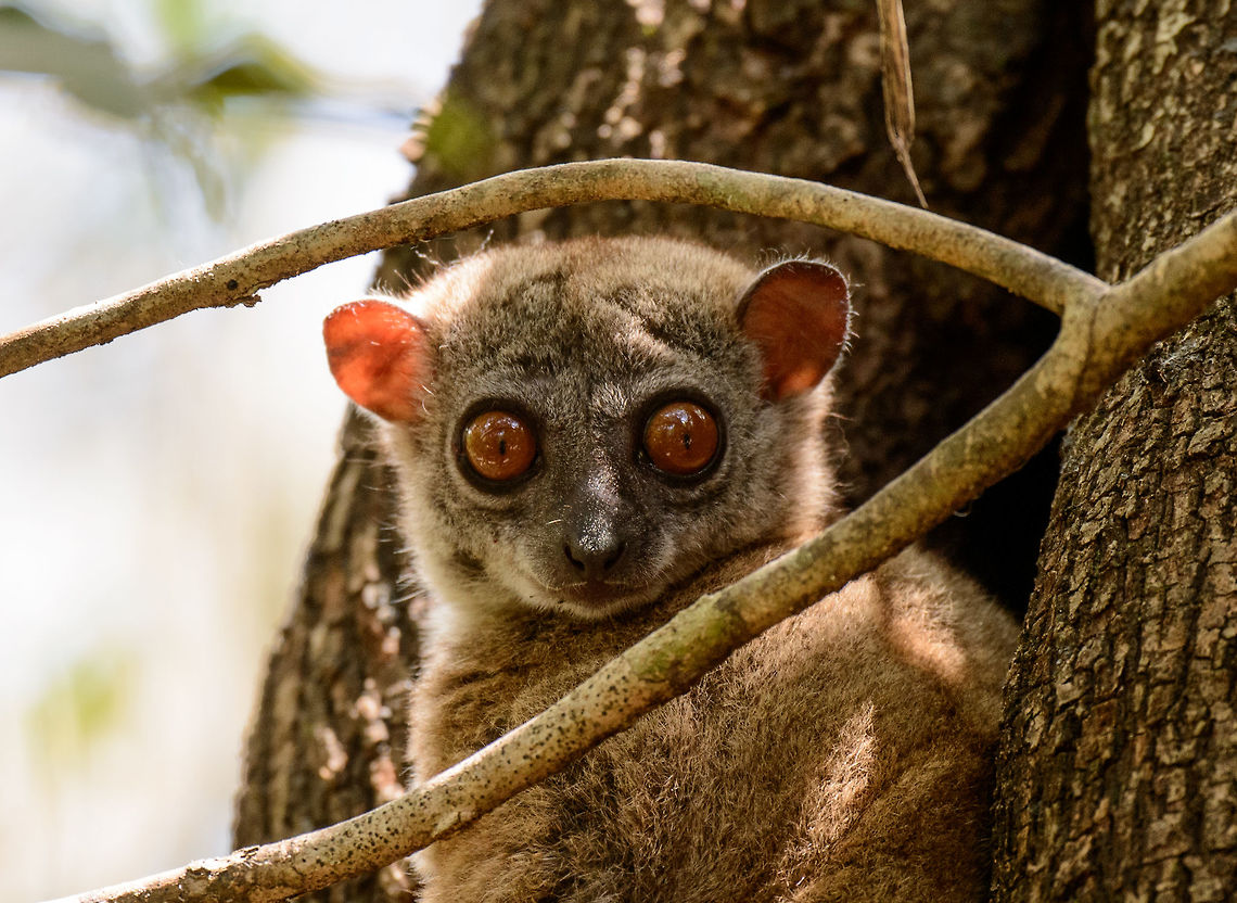 Portrait of an Ankarana Sportive Lemur, Ankarana, Madagascar It's not often that you get a chance to do a clear portrait on a nocturnal animal like this during the day. This locally endemic lemur has a small distribution, our guide mentioning a population of ~300 adults. They are one of the smallest lemurs. Full body shot:<br />
<figure class="photo"><a href="https://www.jungledragon.com/image/38551/eye_contact_with_ankarana_sportive_lemur_ankarana_madagascar.html" title="Eye contact with Ankarana Sportive Lemur, Ankarana, Madagascar"><img src="https://s3.amazonaws.com/media.jungledragon.com/images/2/38551_thumb.jpg?AWSAccessKeyId=05GMT0V3GWVNE7GGM1R2&Expires=1770854410&Signature=%2BDvPcKICb6T2JUBiSoOerom565A%3D" width="200" height="160" alt="Eye contact with Ankarana Sportive Lemur, Ankarana, Madagascar Found during the day. Although having a narrow distribution, there's a good chance of seeing them in Ankarana, although we definitely needed a guide to actually spot them. The Ankarana forest is dry and gives good visibility, the thing to look out for are the large gaps and holes in trees as seen on this photo, plus said gaps typically need to be within a specific range of height. <br />
<br />
Once discovered, they are not that nervous if you keep a normal distance of about 15 feet. Closeup:<br />
http://www.jungledragon.com/image/38548/portrait_of_an_ankarana_sportive_lemur_ankarana_madagascar.html Africa,Anakarana sportive lemur,Ankarana,Geotagged,Lepilemur ankaranensis,Madagascar,Madagascar North,Spring,World" /></a></figure> Africa,Anakarana sportive lemur,Ankarana,Geotagged,Lepilemur ankaranensis,Madagascar,Madagascar North,Spring,World