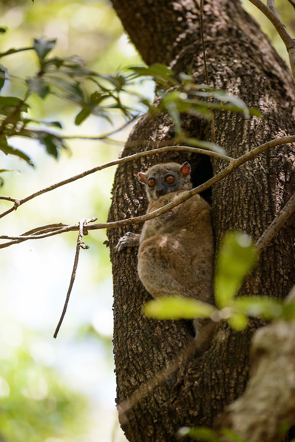 Full body view of an Ankarana Sportive Lemur, Ankarana, Madagascar Found during the day. Although having a narrow distribution, there's a good chance of seeing them in Ankarana, although we definitely needed a guide to actually spot them. The Ankarana forest is dry and gives good visibility, the thing to look out for are the large gaps and holes in trees as seen on this photo, plus said gaps typically need to be within a specific range of height. <br />
<br />
Once discovered, they are not that nervous if you keep a normal distance of about 15 feet. Closeup:<br />
<figure class="photo"><a href="https://www.jungledragon.com/image/38548/portrait_of_an_ankarana_sportive_lemur_ankarana_madagascar.html" title="Portrait of an Ankarana Sportive Lemur, Ankarana, Madagascar"><img src="https://s3.amazonaws.com/media.jungledragon.com/images/2/38548_thumb.jpg?AWSAccessKeyId=05GMT0V3GWVNE7GGM1R2&Expires=1770854410&Signature=xrpe8v9skoS7wcJftbt9JPD%2FXAk%3D" width="200" height="146" alt="Portrait of an Ankarana Sportive Lemur, Ankarana, Madagascar It's not often that you get a chance to do a clear portrait on a nocturnal animal like this during the day. This locally endemic lemur has a small distribution, our guide mentioning a population of ~300 adults. They are one of the smallest lemurs. Full body shot:<br />
http://www.jungledragon.com/image/38551/eye_contact_with_ankarana_sportive_lemur_ankarana_madagascar.html Africa,Anakarana sportive lemur,Ankarana,Geotagged,Lepilemur ankaranensis,Madagascar,Madagascar North,Spring,World" /></a></figure> Africa,Anakarana sportive lemur,Ankarana,Geotagged,Lepilemur ankaranensis,Madagascar,Madagascar North,Spring,World