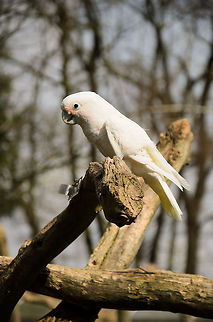 Small White Cockatoo In this part of the park, this seemed the only healthy white Cockatoo judged by its feathers. Possibly its born in the park? Birds,Cacatua alba,Cockatoo,Papegaaienpark VeldHoven,Parrot Park Veldhoven,White Cockatoo