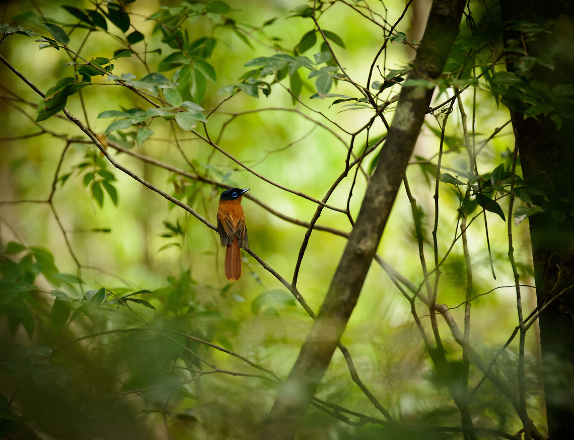 Malagasy Paradise flycatcher (female), Ankarana, Madagascar The female, based on her short tail feathers. A typical forest bird. At this time of year, she's likely nesting. Africa,Ankarana,Geotagged,Madagascar,Madagascar North,Malagasy paradise flycatcher,Spring,Terpsiphone mutata,World