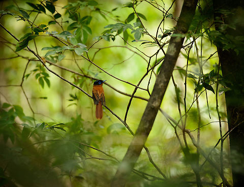 Malagasy Paradise flycatcher (female), Ankarana, Madagascar The female, based on her short tail feathers. A typical forest bird. At this time of year, she's likely nesting. Africa,Ankarana,Geotagged,Madagascar,Madagascar North,Malagasy paradise flycatcher,Spring,Terpsiphone mutata,World