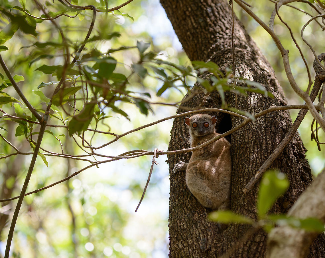 Eye contact with Ankarana Sportive Lemur, Ankarana, Madagascar Found during the day. Although having a narrow distribution, there's a good chance of seeing them in Ankarana, although we definitely needed a guide to actually spot them. The Ankarana forest is dry and gives good visibility, the thing to look out for are the large gaps and holes in trees as seen on this photo, plus said gaps typically need to be within a specific range of height. <br />
<br />
Once discovered, they are not that nervous if you keep a normal distance of about 15 feet. Closeup:<br />
<figure class="photo"><a href="https://www.jungledragon.com/image/38548/portrait_of_an_ankarana_sportive_lemur_ankarana_madagascar.html" title="Portrait of an Ankarana Sportive Lemur, Ankarana, Madagascar"><img src="https://s3.amazonaws.com/media.jungledragon.com/images/2/38548_thumb.jpg?AWSAccessKeyId=05GMT0V3GWVNE7GGM1R2&Expires=1759968010&Signature=5XC6PRpuA7gdaKN0QglcMxcQ1qk%3D" width="200" height="146" alt="Portrait of an Ankarana Sportive Lemur, Ankarana, Madagascar It's not often that you get a chance to do a clear portrait on a nocturnal animal like this during the day. This locally endemic lemur has a small distribution, our guide mentioning a population of ~300 adults. They are one of the smallest lemurs. Full body shot:<br />
http://www.jungledragon.com/image/38551/eye_contact_with_ankarana_sportive_lemur_ankarana_madagascar.html Africa,Anakarana sportive lemur,Ankarana,Geotagged,Lepilemur ankaranensis,Madagascar,Madagascar North,Spring,World" /></a></figure> Africa,Anakarana sportive lemur,Ankarana,Geotagged,Lepilemur ankaranensis,Madagascar,Madagascar North,Spring,World