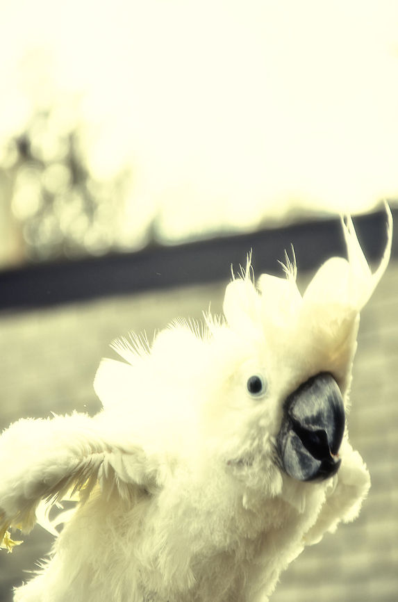 Freedom Retired pet Cockatoo enjoying its 2nd childhood. Birds,Cacatua alba,Cockatoo,Papegaaienpark VeldHoven,Parrot Park Veldhoven,White Cockatoo