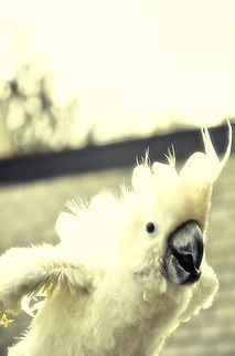 Freedom Retired pet Cockatoo enjoying its 2nd childhood. Birds,Cacatua alba,Cockatoo,Papegaaienpark VeldHoven,Parrot Park Veldhoven,White Cockatoo