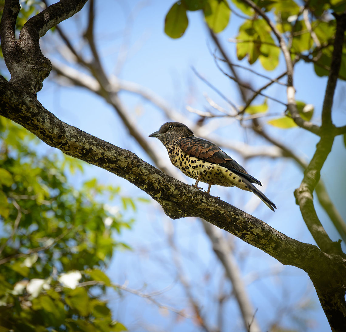 Cuckoo Roller, Ankarana, Madagascar Love this bird with its enormous head and mixture of patterns.  Africa,Ankarana,Cuckoo Roller,Geotagged,Leptosomus discolor,Madagascar,Madagascar North,Spring,World