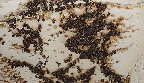 Large cluster of fruit bats in Ankarana Cave Pretty hard to miss, by their sound:
http://youtu.be/wugkiBBNsOE Africa,Ankarana,Madagascan rousette,Madagascar,Madagascar North,Rousettus madagascariensis,World