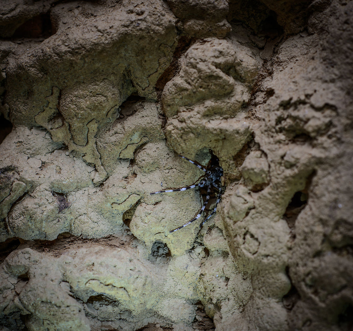 Viridasius fasciatus in Ankarana Cave A testament to the resilience of life. In this cave system void of light and seemingly void of food, an enormous spider manages to survive. Not totally sure of the species, I used this reference:<br />
<a href="https://www.flickr.com/photos/artour_a/2577380880" rel="nofollow">https://www.flickr.com/photos/artour_a/2577380880</a> Africa,Ankarana,Madagascar,Madagascar North,Viridasius fasciatus,World