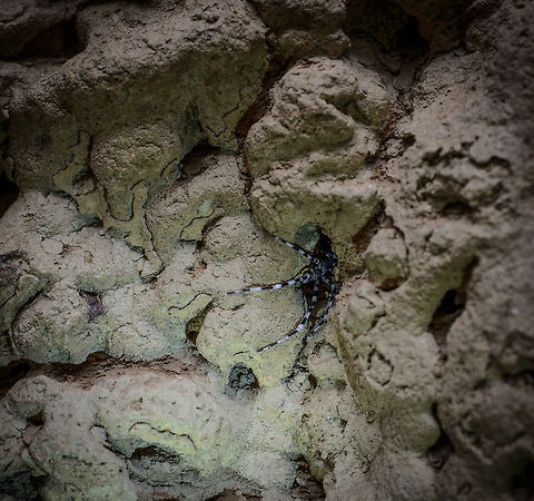 Viridasius fasciatus in Ankarana Cave A testament to the resilience of life. In this cave system void of light and seemingly void of food, an enormous spider manages to survive. Not totally sure of the species, I used this reference:
https://www.flickr.com/photos/artour_a/2577380880 Africa,Ankarana,Madagascar,Madagascar North,Viridasius fasciatus,World