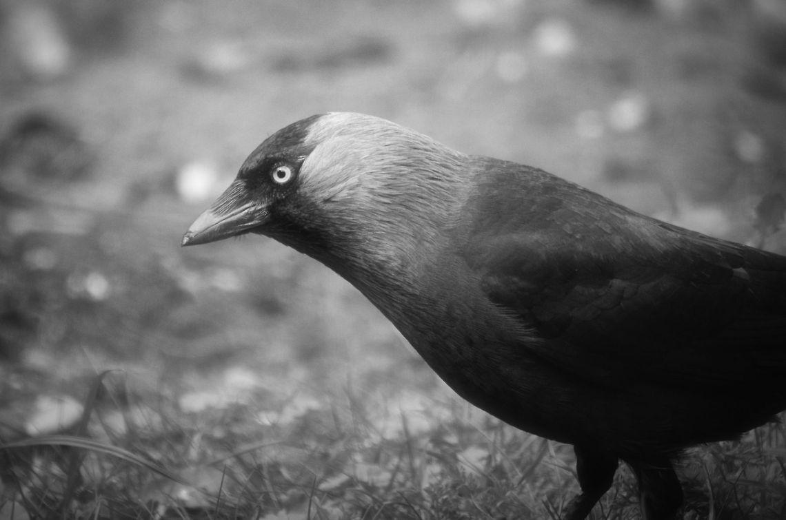Jackdaw  Coloeus monedula,Western Jackdaw,birds