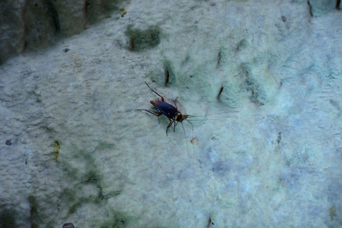 Cockroach in Ankarana "Cave of Bats", Madagascar Perhaps food for this other inhabitant:<br />
<figure class="photo"><a href="https://www.jungledragon.com/image/38580/viridasius_fasciatus_in_ankarana_cave.html" title="Viridasius fasciatus in Ankarana Cave"><img src="https://s3.amazonaws.com/media.jungledragon.com/images/2/38580_thumb.jpg?AWSAccessKeyId=05GMT0V3GWVNE7GGM1R2&Expires=1770854410&Signature=0yUwXCCAkPIleQ0flKlB9QOw98U%3D" width="200" height="188" alt="Viridasius fasciatus in Ankarana Cave A testament to the resilience of life. In this cave system void of light and seemingly void of food, an enormous spider manages to survive. Not totally sure of the species, I used this reference:<br />
https://www.flickr.com/photos/artour_a/2577380880 Africa,Ankarana,Madagascar,Madagascar North,Viridasius fasciatus,World" /></a></figure> Africa,Ankarana,Madagascar,Madagascar North,World