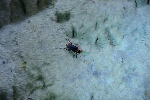 Cockroach in Ankarana "Cave of Bats", Madagascar Perhaps food for this other inhabitant:
http://www.jungledragon.com/image/38580/viridasius_fasciatus_in_ankarana_cave.html Africa,Ankarana,Madagascar,Madagascar North,World