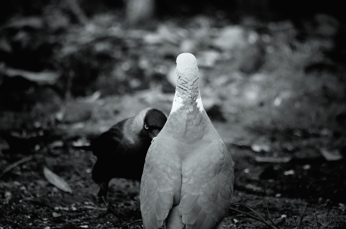 Bring it on Pigeon vs Jackdaw, challenge accepted. Birds,Coloeus monedula,Western Jackdaw