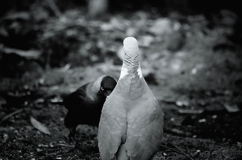 Bring it on Pigeon vs Jackdaw, challenge accepted. Birds,Coloeus monedula,Western Jackdaw