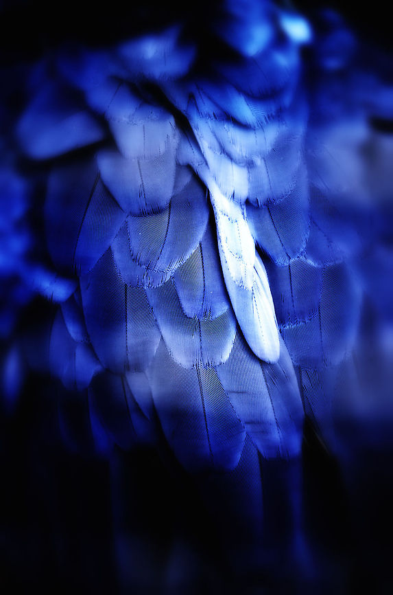 Hyacinth Macaw feather closeup  Anodorhynchus hyacinthinus,Geotagged,Hyacinth Macaw,Papegaaienpark VeldHoven,Parrot Park Veldhoven,Parrots,The Netherlands,birds