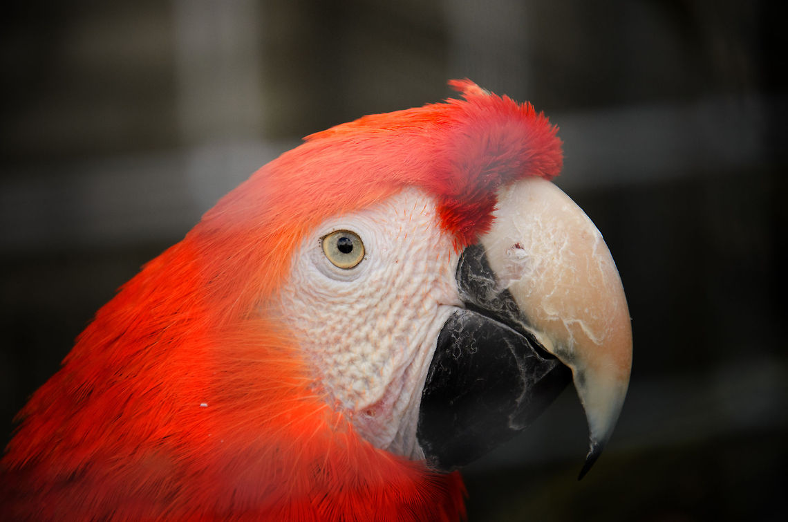 Scarlet Macaw closeup  Ara macao,Birds,Geotagged,Macaws,Papegaaienpark VeldHoven,Parrot Park Veldhoven,Scarlet Macaw,The Netherlands,parrots