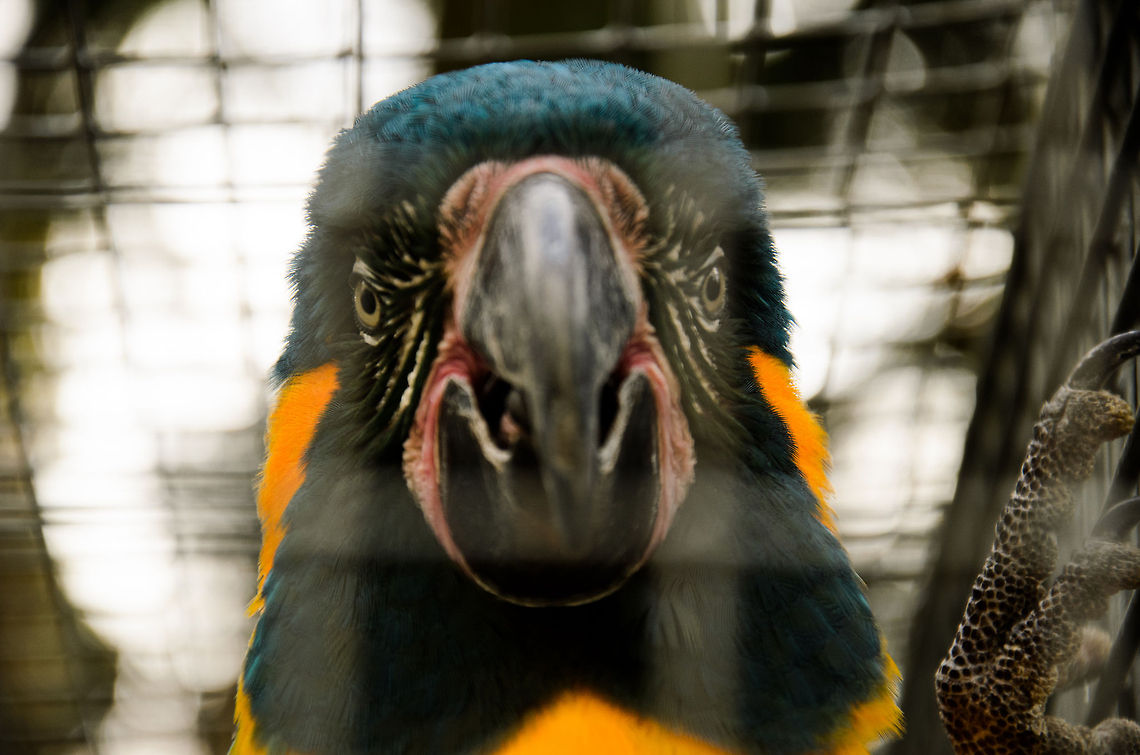 Blue-and-Yellow Macaw in a bad mood  Ara ararauna,Blue-and-Yellow Macaw,Papegaaienpark VeldHoven,Parrot Park Veldhoven,Parrots,birds
