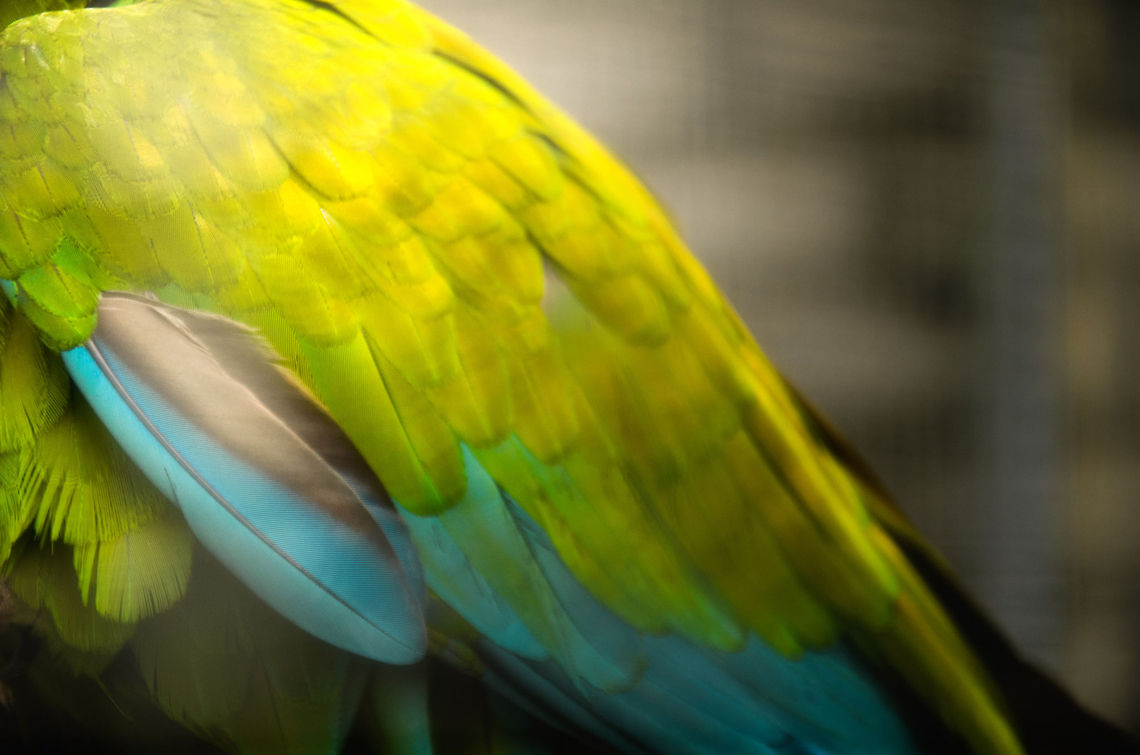 Military Macaw feather closeup  Ara militaris,Macaws,Military Macaw,Papegaaienpark VeldHoven,Parrot Park Veldhoven,birds,parrots