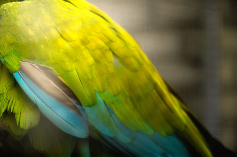 Military Macaw feather closeup  Ara militaris,Macaws,Military Macaw,Papegaaienpark VeldHoven,Parrot Park Veldhoven,birds,parrots