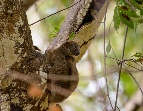 Ankarana Sportive Lemur, Ankarana dry forest, Madagascar What a wonderful surprise in the morning walk of our 2nd day in Ankarana. We weren't even aware of this species occurring here, yet here it is. 

I have some small reservations about the species ID. The guide was quite an expert and was clear about it. A visual comparison checks out well enough, and the range matches closely. Still if I look into the dire state of this species (some claiming there's only a few dozen left), I'm thinking either we got extremely lucky, or there is the possibility this is another species.

Update: based on our guide I identified this as as the Northern Sportive Lemur. After consulting with Nick Garbutt, I learned that this is the old taxonomy. The new situation is that the Ankarana lemur species are considered the Ankarana Sportive Lemur, whilst the Norther Sportive Lemur is a species not found in Ankarana.  Africa,Anakarana sportive lemur,Ankarana,Geotagged,Lepilemur ankaranensis,Madagascar,Madagascar North,Spring,World