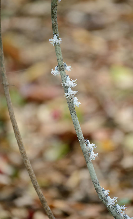 Flower Bugs in Ankarana, Madagascar I&#039;ll never get tired of this insect even though seeing it across many places in Madagascar. Closeup of one bug (from another location):<br />
<figure class="photo"><a href="https://www.jungledragon.com/image/36760/closeup_of_single_flower_bug_marojejy_madagascar.html" title="Closeup of single Flower Bug, Marojejy, Madagascar"><img src="https://s3.amazonaws.com/media.jungledragon.com/images/2/36760_thumb.jpg?AWSAccessKeyId=05GMT0V3GWVNE7GGM1R2&Expires=1767225610&Signature=yuj5g9Z2rnmw5LUlIhI7ixbKSF0%3D" width="106" height="152" alt="Closeup of single Flower Bug, Marojejy, Madagascar Group photo:<br />
http://www.jungledragon.com/image/36762/flower_bugs_hanging_on_to_tree_marojejy_madagascar.html Africa,Flatida coccinea,Flower bug,Madagascan Flatid Leaf-Bug,Madagascar,Madagascar North,Marojejy,Phromnia rosea,World" /></a></figure> Africa,Ankarana,Flatida coccinea,Flower bug,Geotagged,Madagascan Flatid Leaf-Bug,Madagascar,Madagascar North,Phromnia rosea,Spring,World