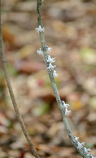 Flower Bugs in Ankarana, Madagascar I'll never get tired of this insect even though seeing it across many places in Madagascar. Closeup of one bug (from another location):
http://www.jungledragon.com/image/36760/closeup_of_single_flower_bug_marojejy_madagascar.html Africa,Ankarana,Flatida coccinea,Flower bug,Geotagged,Madagascan Flatid Leaf-Bug,Madagascar,Madagascar North,Phromnia rosea,Spring,World