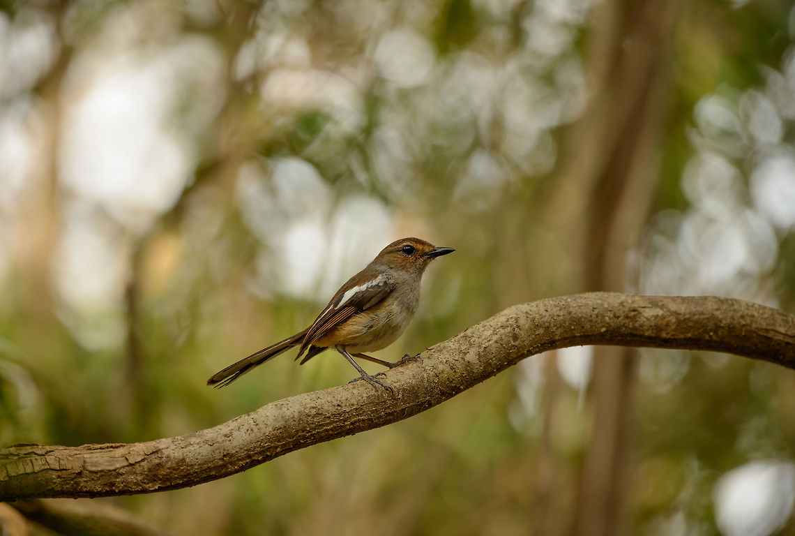 Female Madagascar Robin, Ankarana, Madagascar As a note to all birds: please pose like this. Close to me, at eye-level, without distractions in the background, from a side pose, and with the light reflecting in your eyes. Thank you in advance. Africa,Ankarana,Copsychus albospecularis,Geotagged,Madagascar,Madagascar Magpie-Robin,Madagascar North,Spring,World
