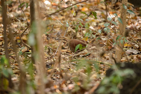 White-breasted Mesite, Ankarana, Madagascar Needless to say, a terrible shot, but posting it anyway because I'm greedy enough to collect the species intro :)
Seriously though, we tried for a long time but this ground dweller simply refused to give us a clear view. It was hyper aware of us and always around the corner. Africa,Ankarana,Geotagged,Madagascar,Madagascar North,Mesitornis variegatus,Spring,White-breasted mesite,World