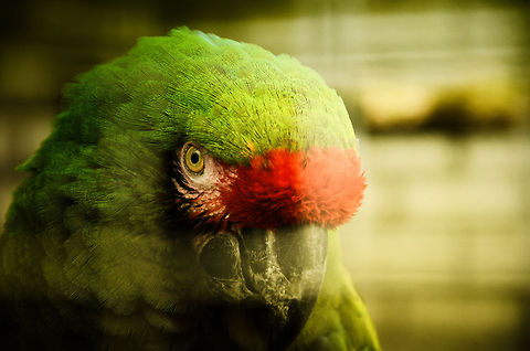 Military Macaw The general public is well aware of the Scarlet Macaw and Yellow-Blue Macaw, but less familiar wih the Military Macaw. I think this gorgeous bird is undervalued, for it is at least as beautiful as the other species. In addition, it has a kick-ass name. Ara militaris,Macaws,Military Macaw,Papegaaienpark VeldHoven,Parrot Park Veldhoven,Parrots,birds