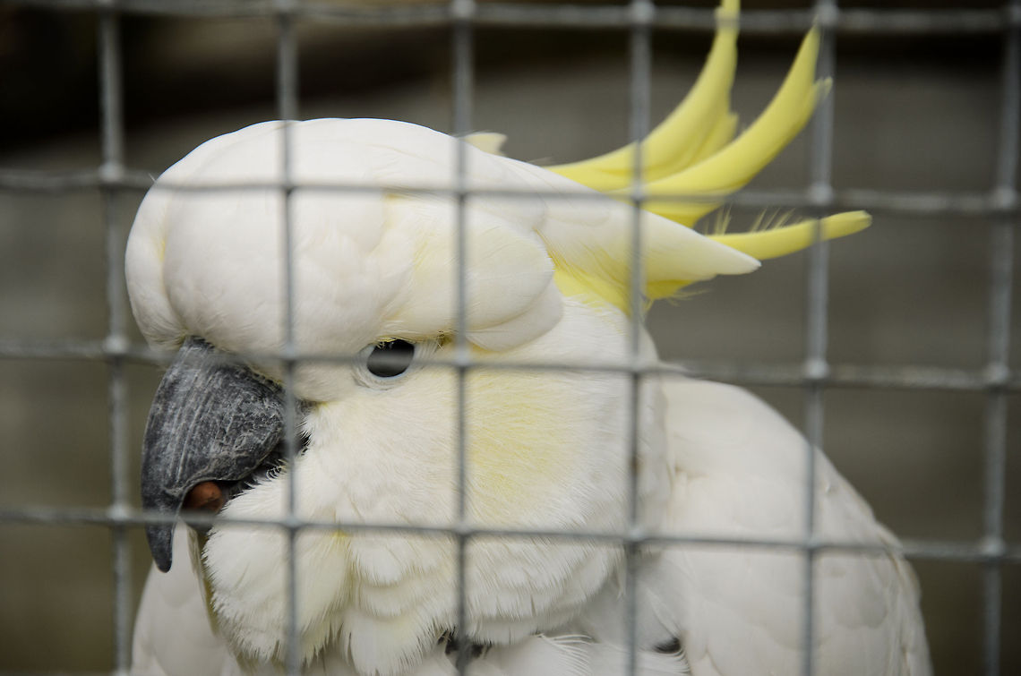 Sulphur-crested Cockatoo I can&#039;t fix the cage with post processing so I&#039;ll just post this as-is. The upside though is that this is a specie introduction (1st pic of this specie on JD). Birds,Cacatua galerita,Cockatoo,Papegaaienpark VeldHoven,Parrot Park Veldhoven,Sulphur-crested Cockatoo