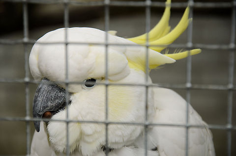 Sulphur-crested Cockatoo I can't fix the cage with post processing so I'll just post this as-is. The upside though is that this is a specie introduction (1st pic of this specie on JD). Birds,Cacatua galerita,Cockatoo,Papegaaienpark VeldHoven,Parrot Park Veldhoven,Sulphur-crested Cockatoo