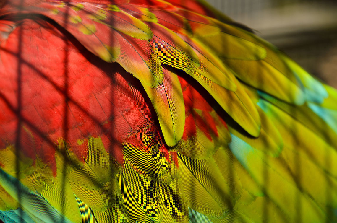 Some birds are not meant to be caged... ...their feathers are just too bright. Ara chloropterus,Macaws,Papegaaienpark VeldHoven,Parrot Park Veldhoven,Red-and-green Macaw,birds,parrots