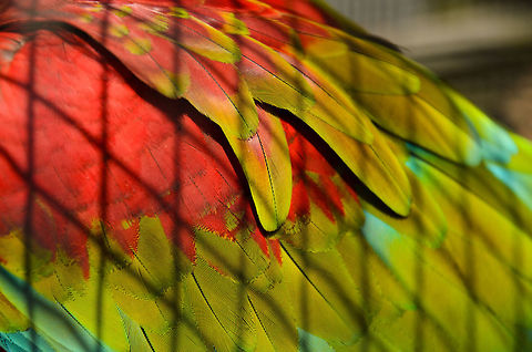Some birds are not meant to be caged... ...their feathers are just too bright. Ara chloropterus,Macaws,Papegaaienpark VeldHoven,Parrot Park Veldhoven,Red-and-green Macaw,birds,parrots