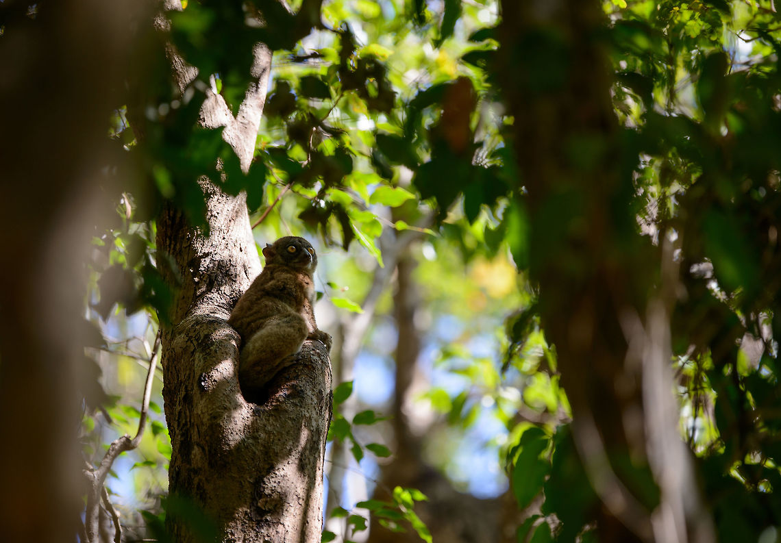 Ankarana Sportive Lemur in habitat, Ankarana dry forest, Madagascar Found another one. Africa,Anakarana sportive lemur,Ankarana,Geotagged,Lepilemur ankaranensis,Madagascar,Madagascar North,Spring,World
