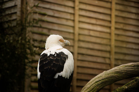 Palm-nut Vulture I've never heard of this bird before seeing it at this bird park in the Netherlands. Its name comes from its diet of dead fish and Palm nuts. I find the dutch name to be more descriptive though: "Gierarend", meaning "Eagle Vulture". It does seem to look like a crossover between an eagle and a vulture. Bird of prey,Birds,Gypohierax angolensis,Palm-nut Vulture,Papegaaienpark VeldHoven,Parrot Park Veldhoven