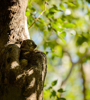 Ankarana Sportive Lemur in habitat - closeup, Ankarana dry forest, Madagascar  Africa,Anakarana sportive lemur,Ankarana,Geotagged,Lepilemur ankaranensis,Madagascar,Madagascar North,Spring,World