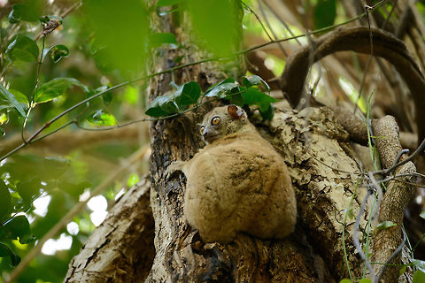 Ankarana Sportive Lemur clinging to tree, Ankarana dry forest, Madagascar  Africa,Anakarana sportive lemur,Ankarana,Geotagged,Lepilemur ankaranensis,Madagascar,Madagascar North,Spring,World