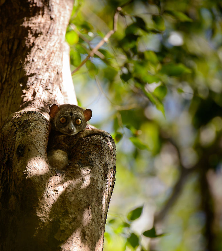 Ankarana Sportive Lemur eye contact, Ankarana dry forest, Madagascar  Africa,Anakarana sportive lemur,Ankarana,Geotagged,Lepilemur ankaranensis,Madagascar,Madagascar North,Spring,World