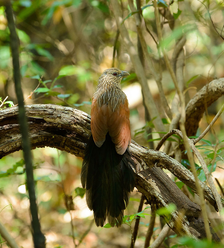 Malagasy Coucal, non-breeding plumage, Ankarana, Madagascar Found in the Ankarana dry forest. In its non-breeding plumage, it has the streaked pattern as seen on the photo. Here&#039;s a reference photo of its breeding plumage:<br />
<a href="http://01271bfede0954168758-da1041207dde8e2d0a75af6fbedebedf.r83.cf1.rackcdn.com/20080114043358.jpg" rel="nofollow">http://01271bfede0954168758-da1041207dde8e2d0a75af6fbedebedf.r83.cf1.rackcdn.com/20080114043358.jpg</a> Africa,Ankarana,Centropus toulou,Geotagged,Madagascar,Madagascar North,Malagasy coucal,Spring,World