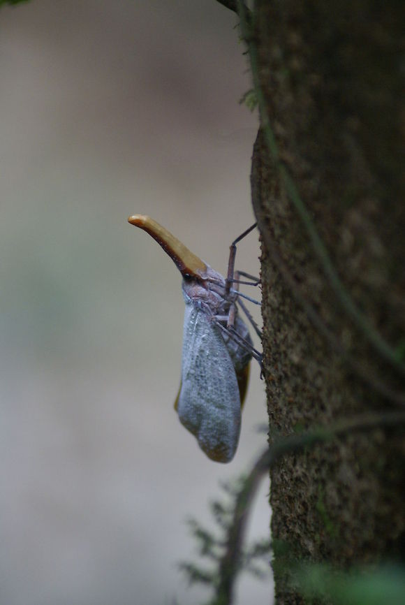 Lantern Bug Found near the Lang Cave, Mulu. Very strange creature, never saw it before. Insects,Lantern Bug,Malaysia,Pyrops sultanus