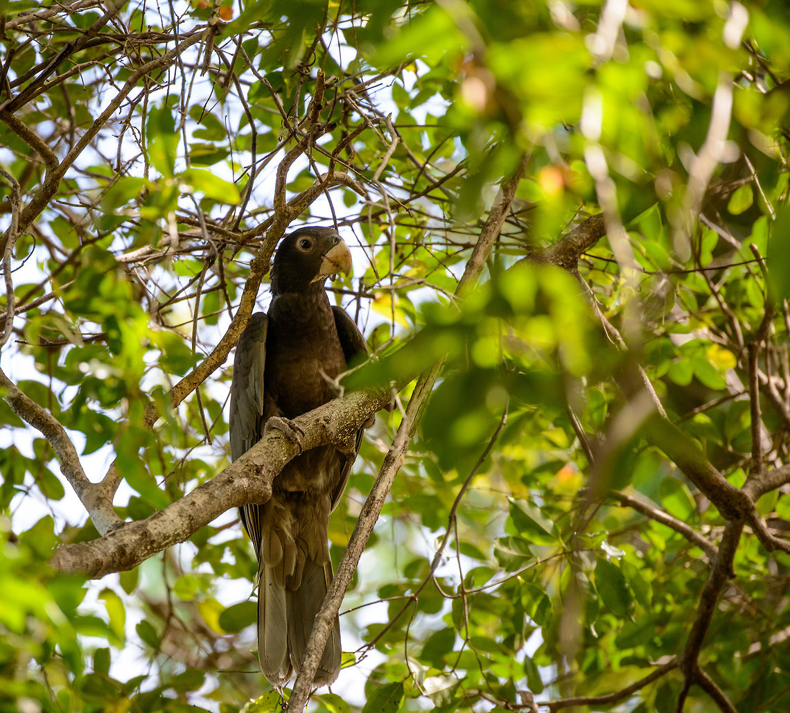 Greater Vasa Parrot, Ankarana, Madagascar Madagascar and its surrounding islands are well known for its rich variety in birds, of which many are endemic. Parrots, however, are a category that is less exciting, with only two species, the Lesser Vasa parrot and the Greater Vasa parrot, both dull in appearance compared to their tropical cousins. <br />
<br />
That said, they are entertaining and interesting. This Greater Vasa Parrot is quite large and extremely loud. According to Wikipedia they also have an unusual social structure, where the female dominates and has many male mates, who all have a job in feeding and defending her and her offspring.  Africa,Ankarana,Coracopsis vasa,Geotagged,Greater Vasa Parrot,Madagascar,Madagascar North,Spring,World
