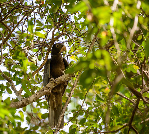 Greater Vasa Parrot, Ankarana, Madagascar Madagascar and its surrounding islands are well known for its rich variety in birds, of which many are endemic. Parrots, however, are a category that is less exciting, with only two species, the Lesser Vasa parrot and the Greater Vasa parrot, both dull in appearance compared to their tropical cousins. 

That said, they are entertaining and interesting. This Greater Vasa Parrot is quite large and extremely loud. According to Wikipedia they also have an unusual social structure, where the female dominates and has many male mates, who all have a job in feeding and defending her and her offspring.  Africa,Ankarana,Coracopsis vasa,Geotagged,Greater Vasa Parrot,Madagascar,Madagascar North,Spring,World