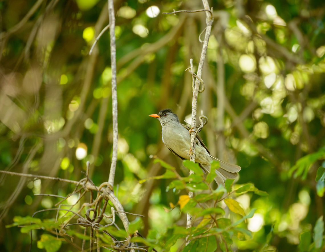 Malagasy Bulbul, Ankarana forest, Madagascar  Africa,Ankarana,Geotagged,Hypsipetes madagascariensis,Madagascar,Madagascar North,Malagasy Bulbul,Spring,World
