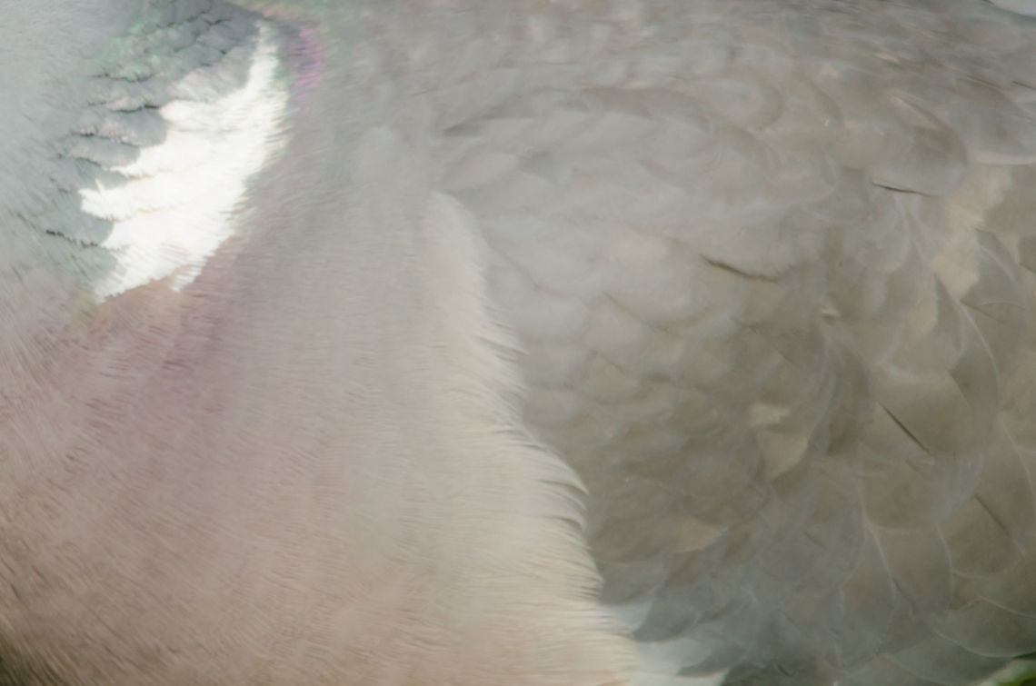 Common Wood Pigeon feather closeup  Birds,Columba palumbus,Common Wood Pigeon,Garden