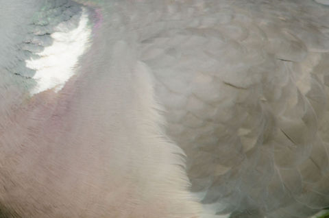 Common Wood Pigeon feather closeup  Birds,Columba palumbus,Common Wood Pigeon,Garden