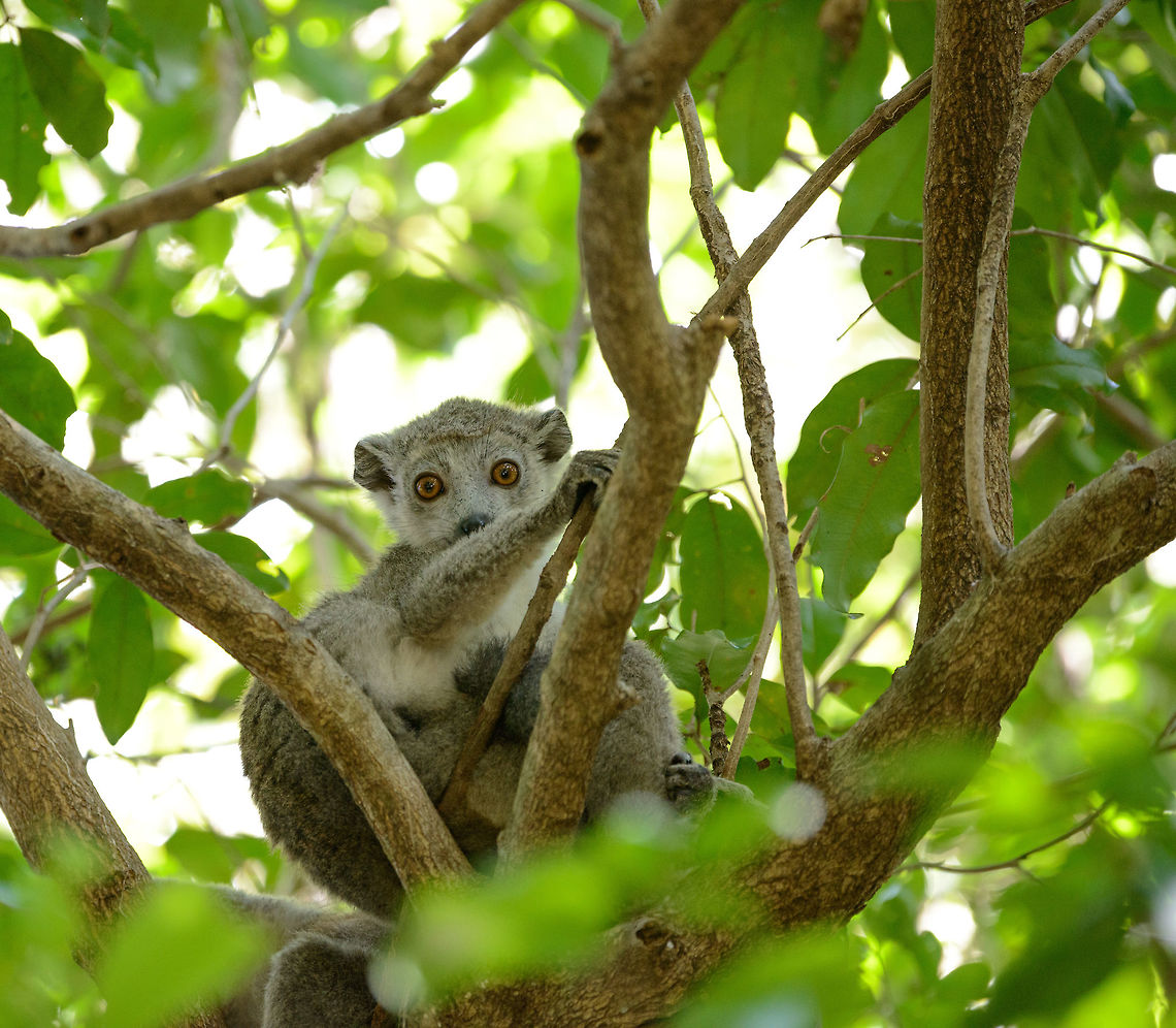 Female Crowned Lemur, Ankarana, Madagascar Recognized by her grey appearance. Example of a male:<br />
<figure class="photo"><a href="https://www.jungledragon.com/image/37829/crowned_lemur_male_eye_contact_amber_mountain_madagascar.html" title="Crowned Lemur male eye contact, Amber Mountain, Madagascar"><img src="https://s3.amazonaws.com/media.jungledragon.com/images/2/37829_thumb.jpg?AWSAccessKeyId=05GMT0V3GWVNE7GGM1R2&Expires=1767225610&Signature=9REEombIdw0fTatSghbAdva9240%3D" width="200" height="134" alt="Crowned Lemur male eye contact, Amber Mountain, Madagascar A happy moment on our 2nd day in Amber Mountain. After seeing the Amber Mountain Rock Thrush earlier in the morning, seeing this lemur meant we had checked of the &quot;must see&quot; species. This lemur has a narrow distribution in the north with only a few thousand individuals. Here we see the male with its typical white face and crowned haircut. <br />
<br />
Full body shot:<br />
http://www.jungledragon.com/image/37826/crowned_lemur_male_-_full_body_shot_amber_mountain_madagascar.html<br />
<br />
Female:<br />
<br />
http://www.jungledragon.com/image/37827/crowned_lemur_female_amber_mountain_madagascar.html Africa,Amber Mountain,Crowned lemur,Eulemur coronatus,Geotagged,Madagascar,Madagascar North,Spring,World" /></a></figure> Africa,Ankarana,Crowned lemur,Eulemur coronatus,Geotagged,Madagascar,Madagascar North,Spring,World
